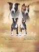 Magnifiques chiots american staff disponibles  - Miniature