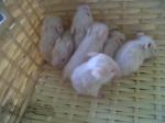 Don d'hamsters - Miniature