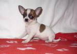 Don de chihuahua - Miniature