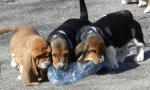 Vds mâles basset hound - Miniature