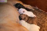 Magnifiques bébés bouledogues français pure race - Miniature