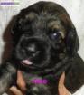 Chiots berger catalan "gos d'atura catala" - Miniature