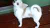 Mignon chiot chihuahua - Miniature