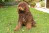 Bebe barbet impecable - Miniature