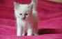 Adorables chatons type sacré de birmanie - Miniature