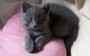 Adorables chatons chartreux a donner contre beaucoup d,amour - Miniature