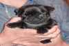 Superbe bebe carlin femelle noire - Miniature