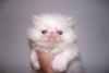 Chaton persan   a donner contre bon soin - Miniature