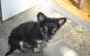 Chiots chihuahua a poils long disponible de suite urgent - Miniature