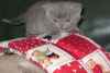 Ravissant bebe british shorthair a donner contre amour - Miniature