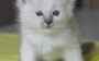 Adorables chatons type sacré de birmanie - Miniature