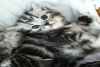British shorthair silver tabby chatons - Miniature