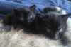 Donne deux chatons femelles - Miniature