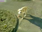 Chiot labrador - Miniature