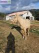 Chevaux - Miniature