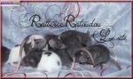 Jolis rats mâles et femelles à adopter - Miniature