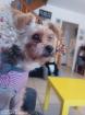 Garde chien ou chat - Miniature
