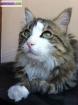 Chat recherche maison - Miniature