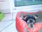 Bb yorkshire - Miniature