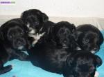 Vend type lhassa apso - Miniature