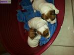 Bebe type jack russel - Miniature