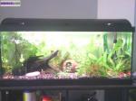 Lot aquarium - Miniature