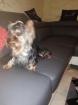 Adorable type yorkshire male - Miniature