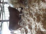 Taureau blond daquitaine - Miniature