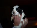 Chiots type cocker anglais - Miniature