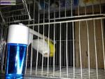 Canaris - Miniature