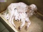Setter anglais - Miniature