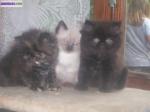 A reserver chatons type persan - Miniature