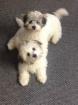 Chiots type bichon frisés - Miniature
