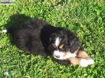 Chiots bouviers bernois lof - Miniature