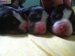 Chiots bouvier bernois lof - Miniature