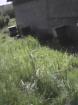 Location de couveuse - Miniature