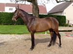 Cheval espagnol - Miniature