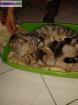 Chatons bengal loof - Miniature