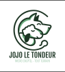 Tonte de moutons - brebis - béliers - agneaux - Miniature