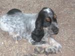 Chiots cocker au lof - Miniature