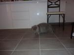 Chatons - Miniature