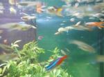 Guppy endler - Miniature