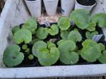 Les plants de freddy - Miniature