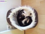 Chat a adopte - Miniature