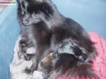 Petit chien  spitz allemend - Miniature