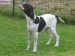 Chiots pointer lof. - Miniature