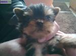 Chiot york - Miniature
