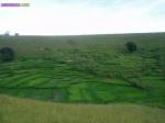 Terrain a madagascar - Miniature