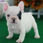 Französische bulldogge welpen - Miniature