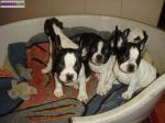 Chiots types bouledogues - Miniature
